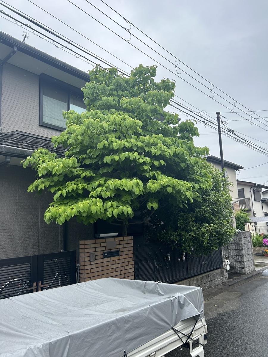 伐採前の大木