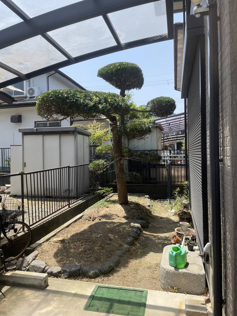 玉散らしに仕立て直したマキの木